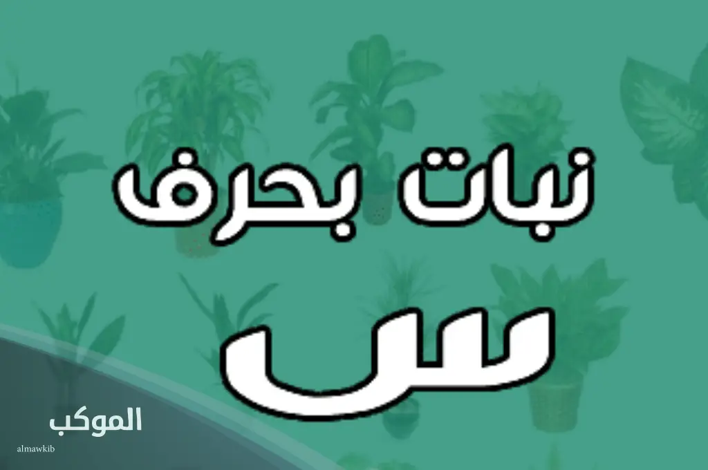 اسم نبات بحرف السين وما هو النبات الذي يبدأ بحرف س؟