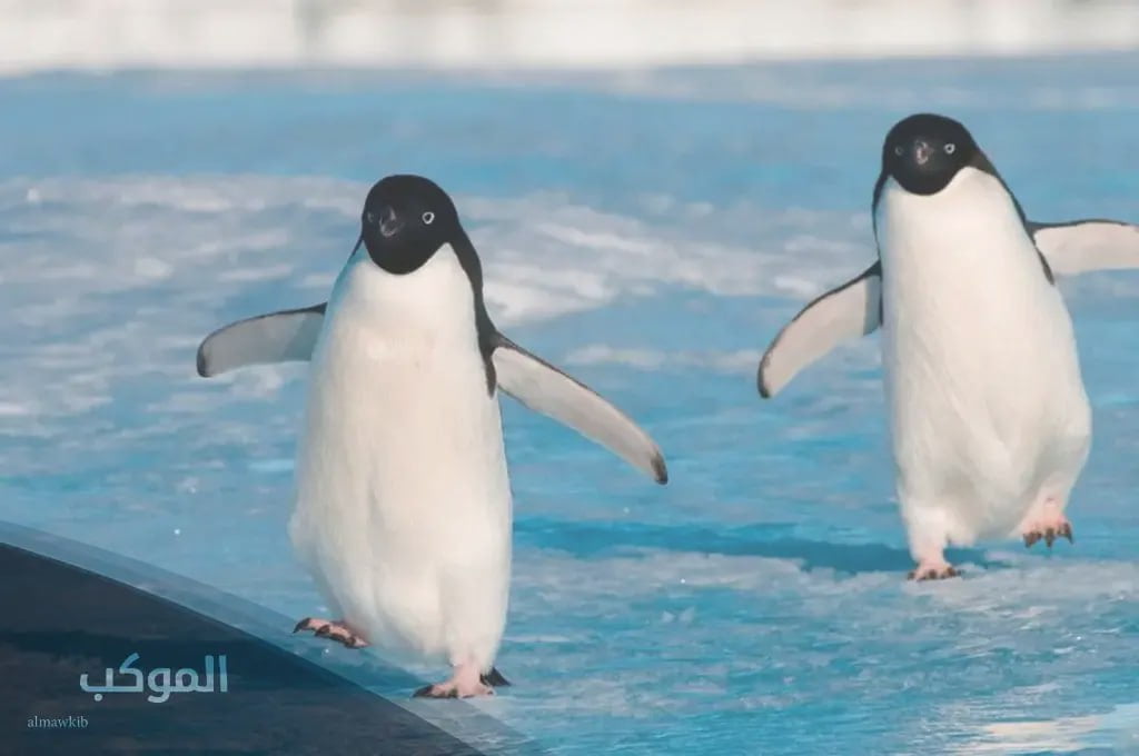 اسم حيوان بحرف الباء