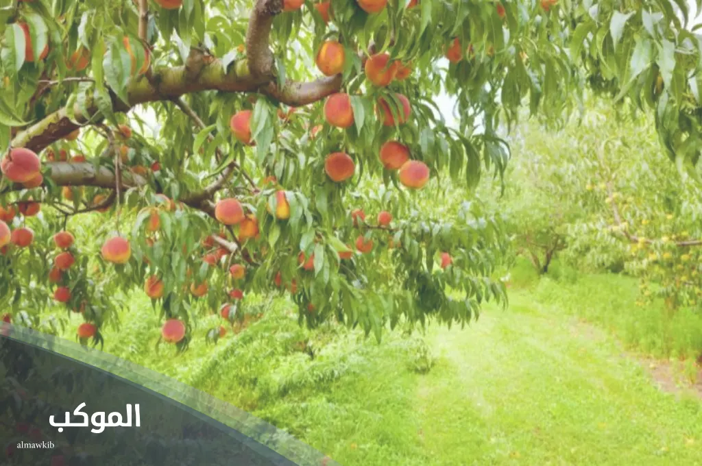 اسم نبات بحرف خ