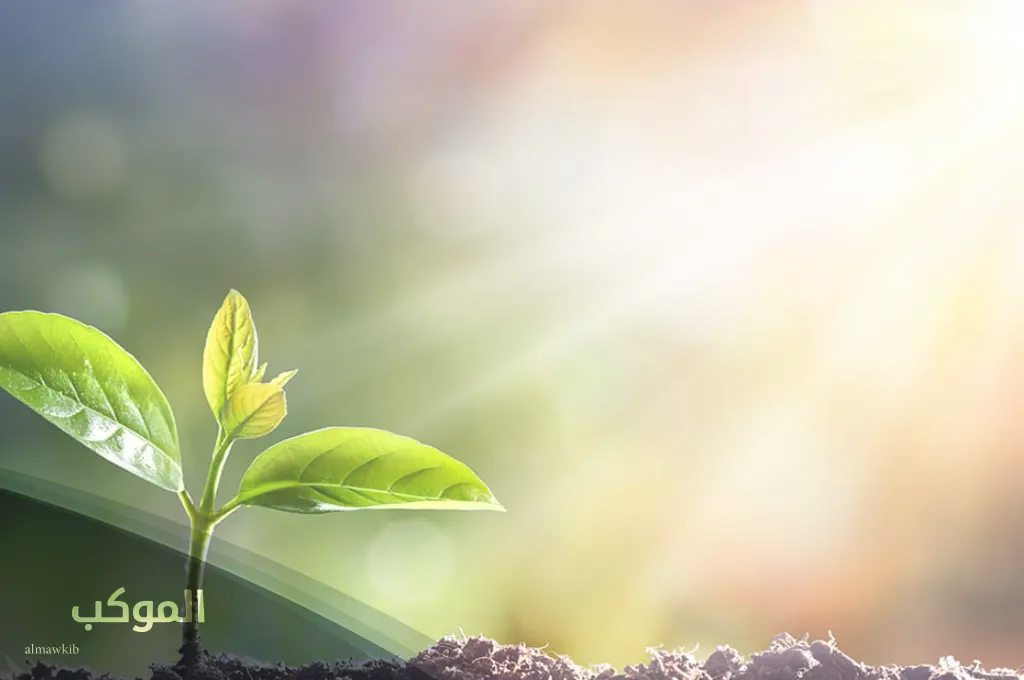 اسم نبات بحرف الخاء