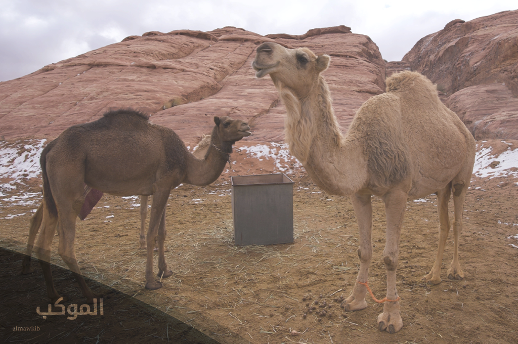 اسم حيوان بحرف ج