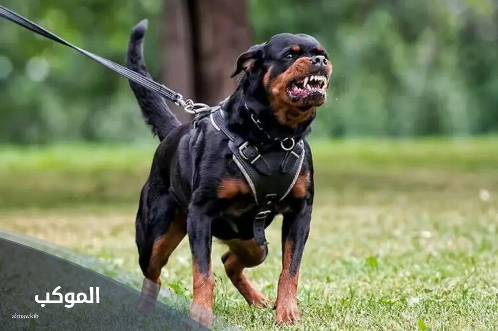 أسماء كلاب ذكور شرسة صغيرة