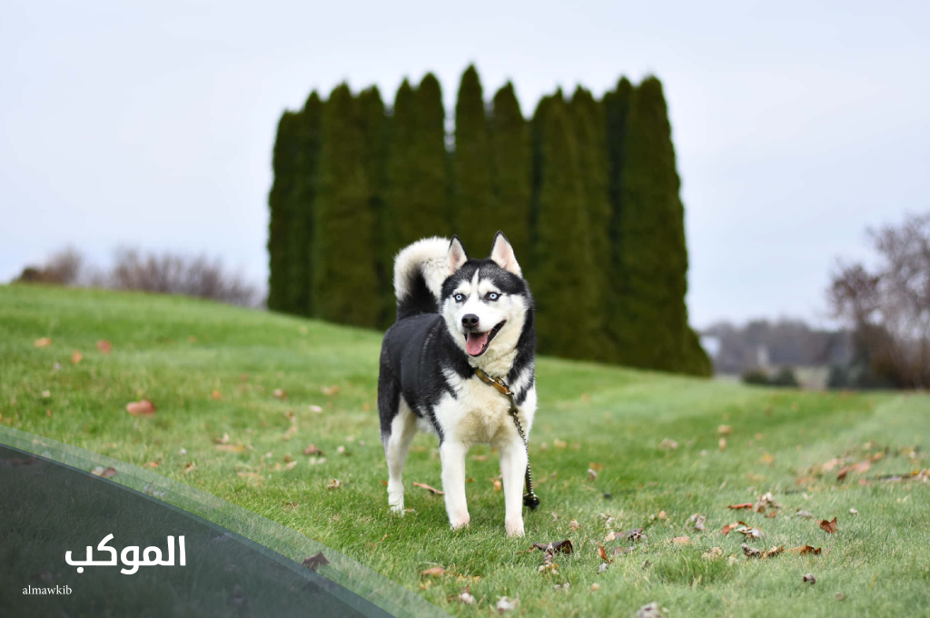 أسماء كلاب ذكور شرسة