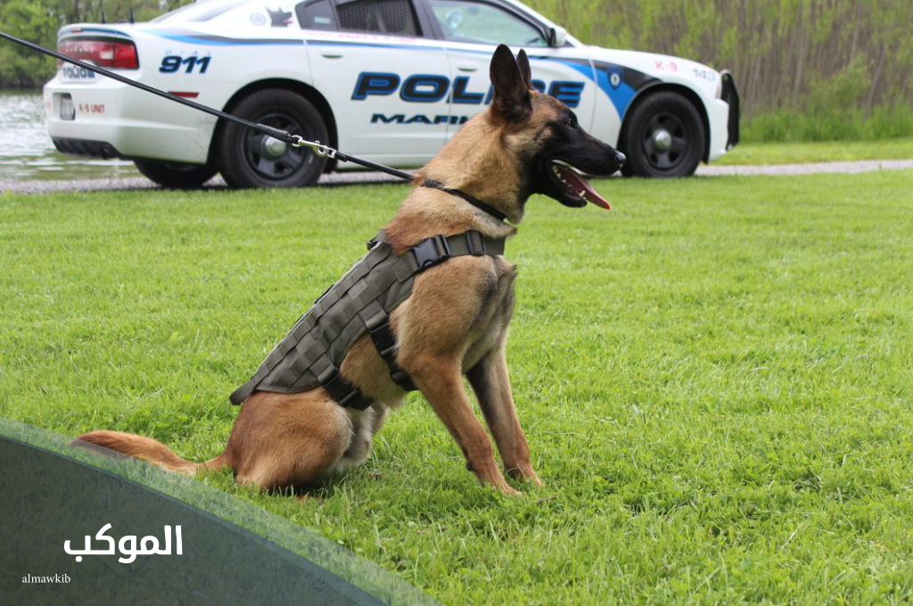 أسماء كلاب ذكور شرسة بالعربي