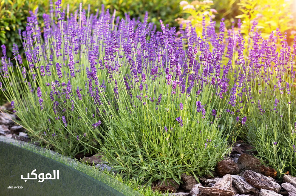 نبات بحرف ض الضاد