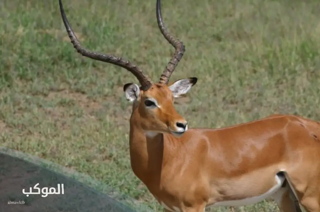 5 حيوان بحرف ظ (الظاء) من 3 حروف 5 حيوان بحرف ظ أليف