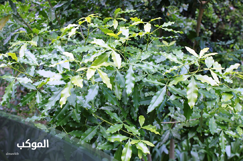 اسم نبات بحرف ض