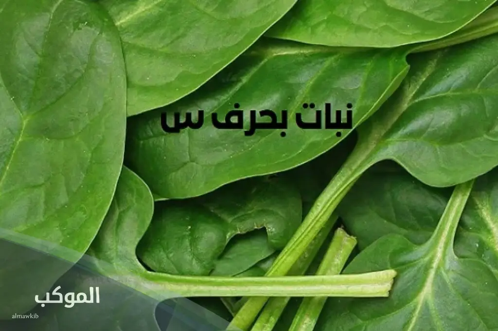 أسماء نباتات من ثلاث حروف بحرف السين