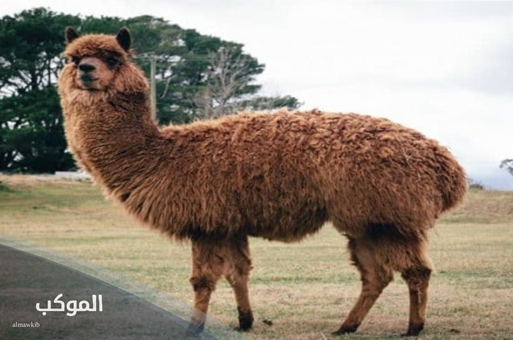 حيوان بحرف ل من أربعة حروف 