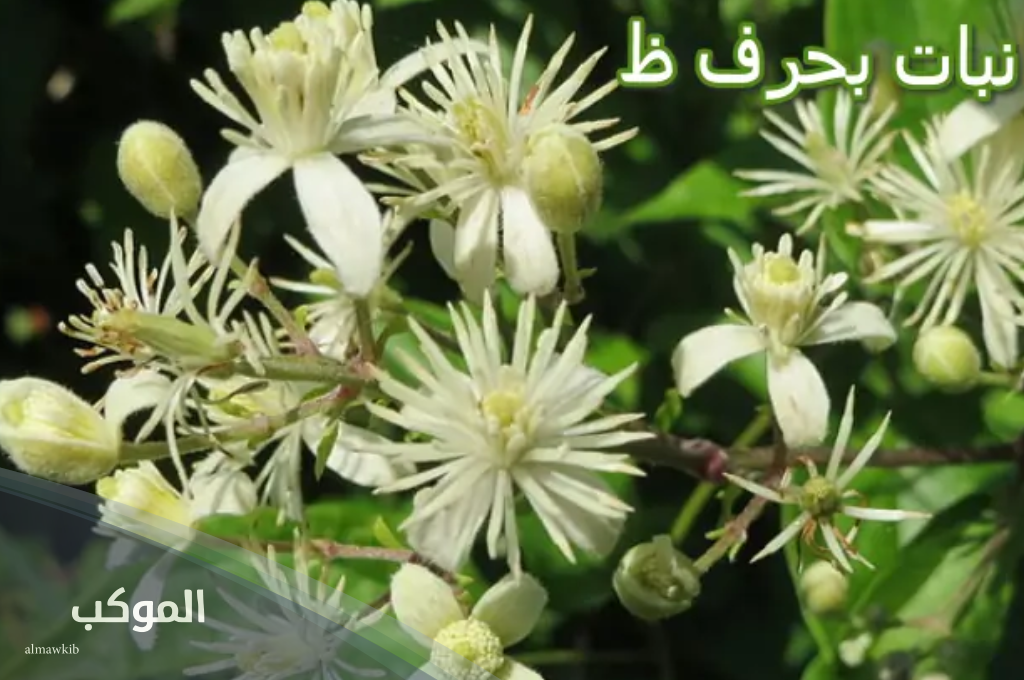 نبات بحرف الظاء ومعرفة فوائده 