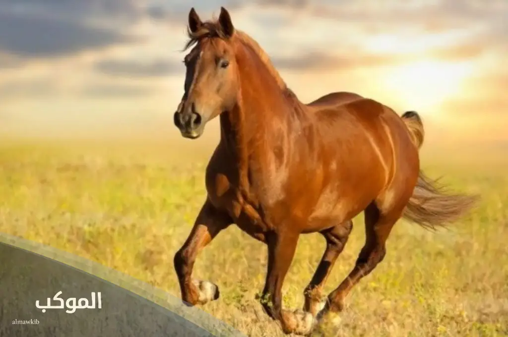 اسماء حيوانات أليفة بحرف الحاء ح