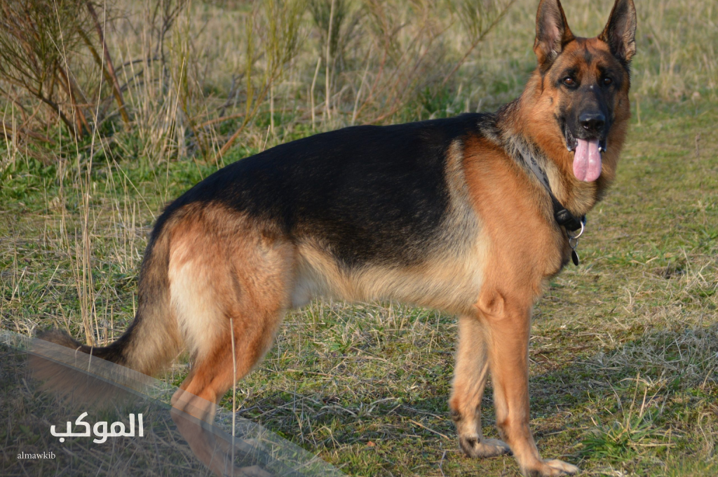 اسم حيوان بحرف ك الكاف (3 حيوانات تبدأ بحرف الكاف) 5 حيوانات أليفة تبدأ بحرف الكاف