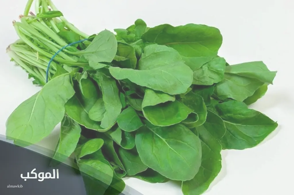 الموكب فريم 11 3