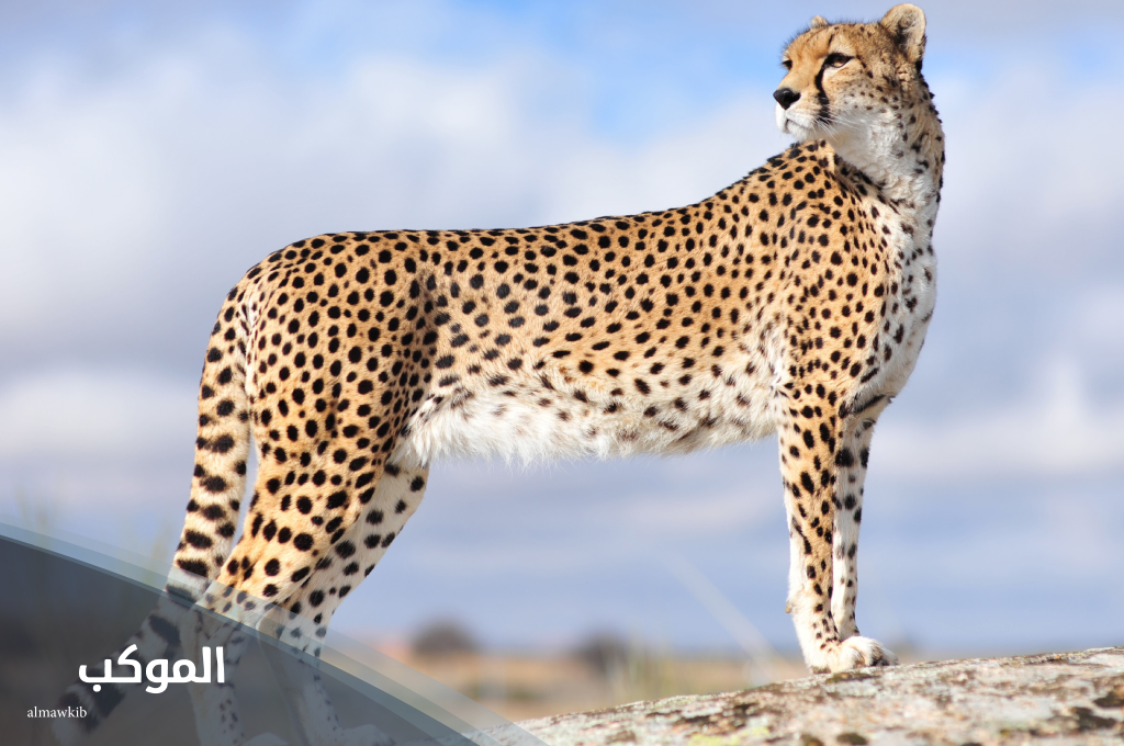 حيوان بحرف ش غير شمبانزي