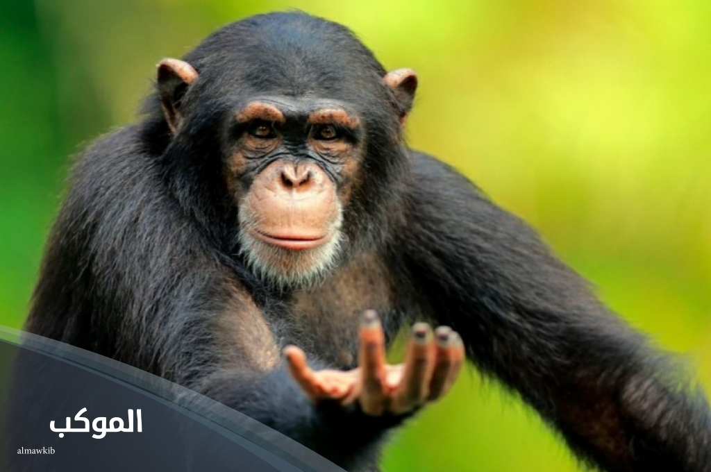 ما هو حيوان بحرف ش