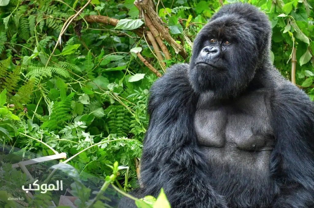 11 اسم حيوان بحرف غ الغين 6 اسماء حيوانات غريبة تبدأ بحرف الغين