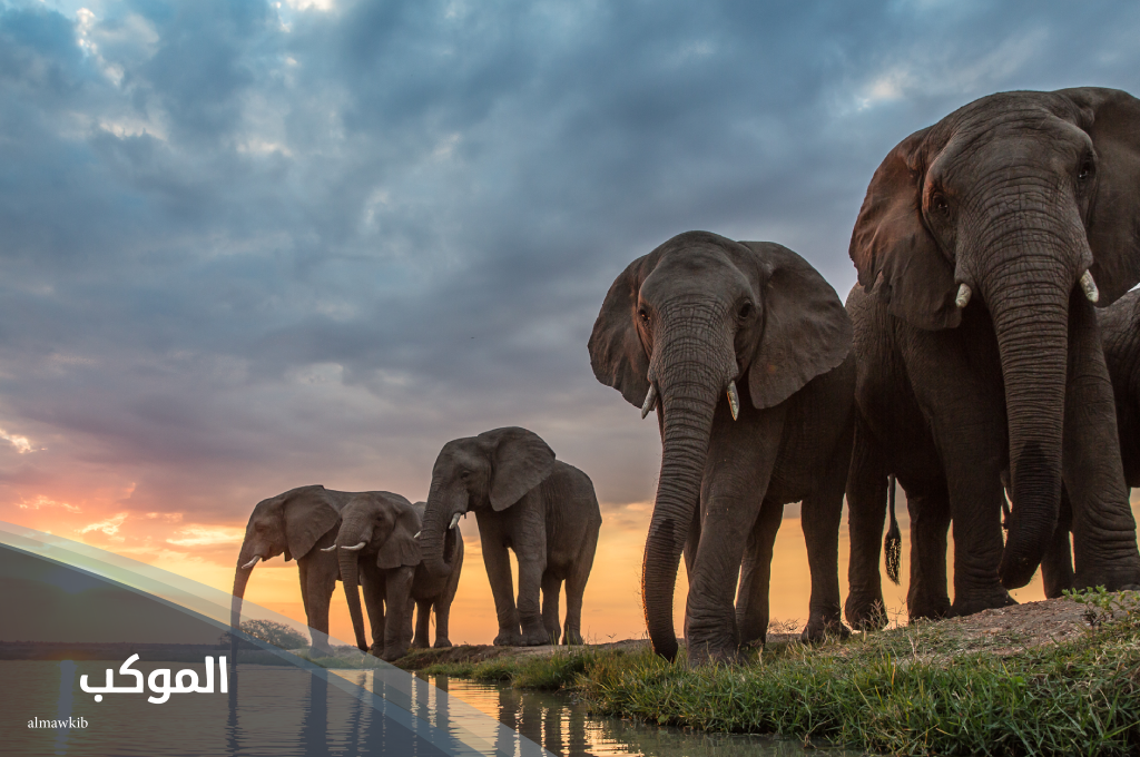 اسم حيوان بحرف ف (الفاء) وما هي الحيوانات التي تبدا بحرف الفاء؟ 6 حيوان بحرف ف قصير