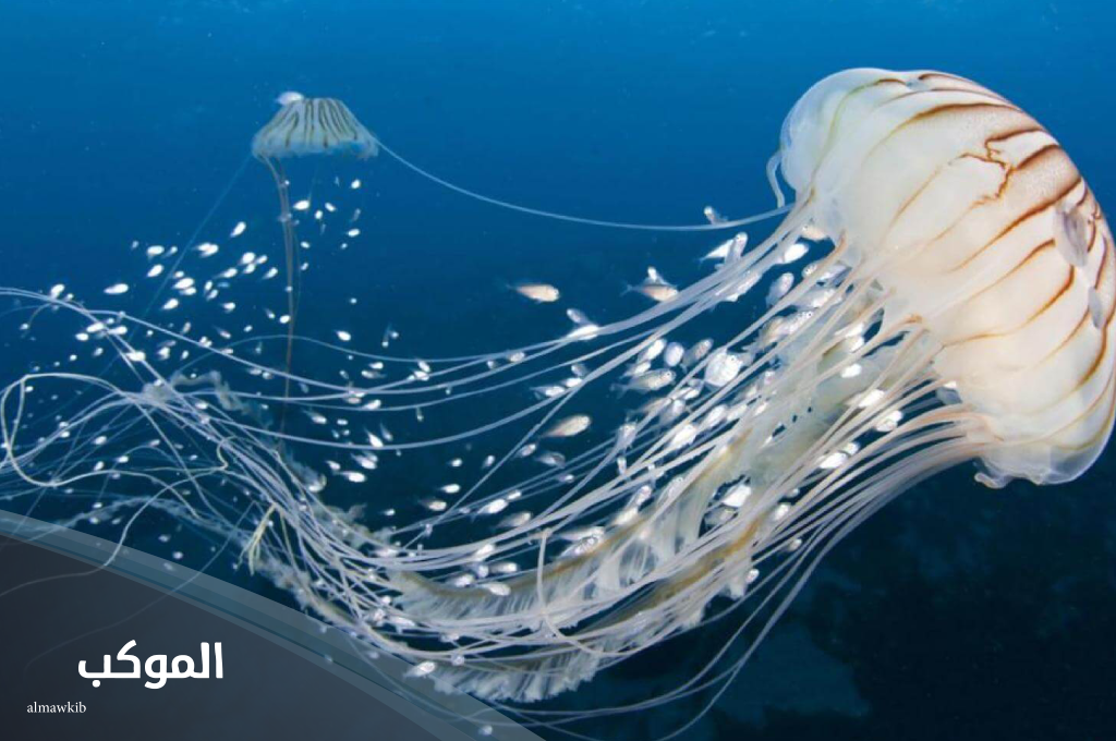 حيوان بحرف ق بحري