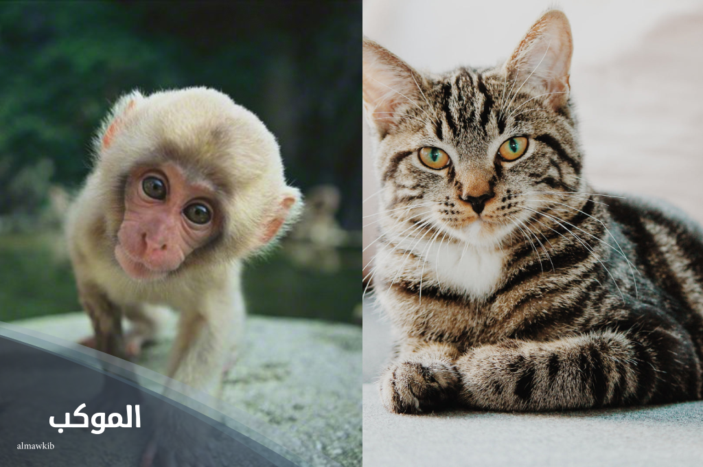 اسم حيوان بحرف ق من ثلاث حروف