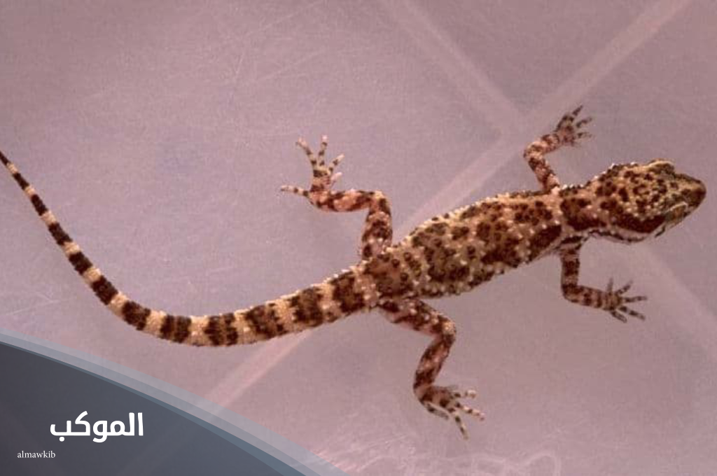 دعاء طرد الوزغ من المنزل مكتوب 5 دعاء طرد الوزغ من المنزل