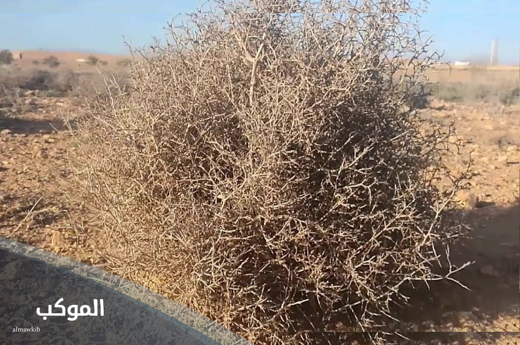 نبات بحرف ض في الصحراء