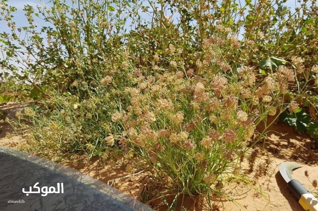 نبات بحرف ذ غير ذرة