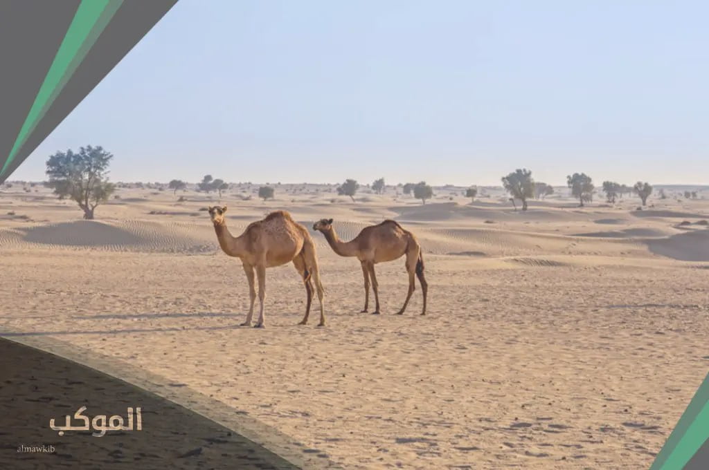 ديرة الحقباني