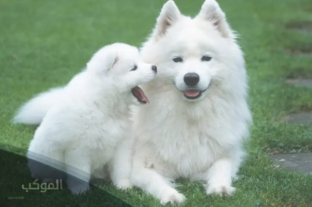 أسماء كلاب ذكور بالعربي