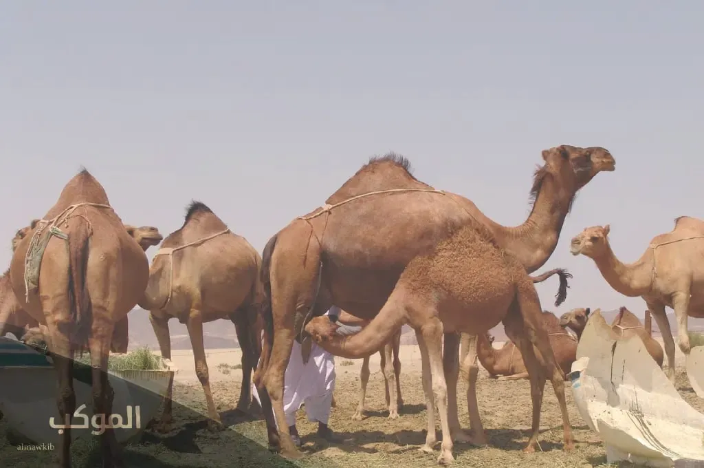 المعيوف وش يرجع.. ما نسب عائلة المعيوف وعدد أفرادها 6 شجرة عائلة المعيوف