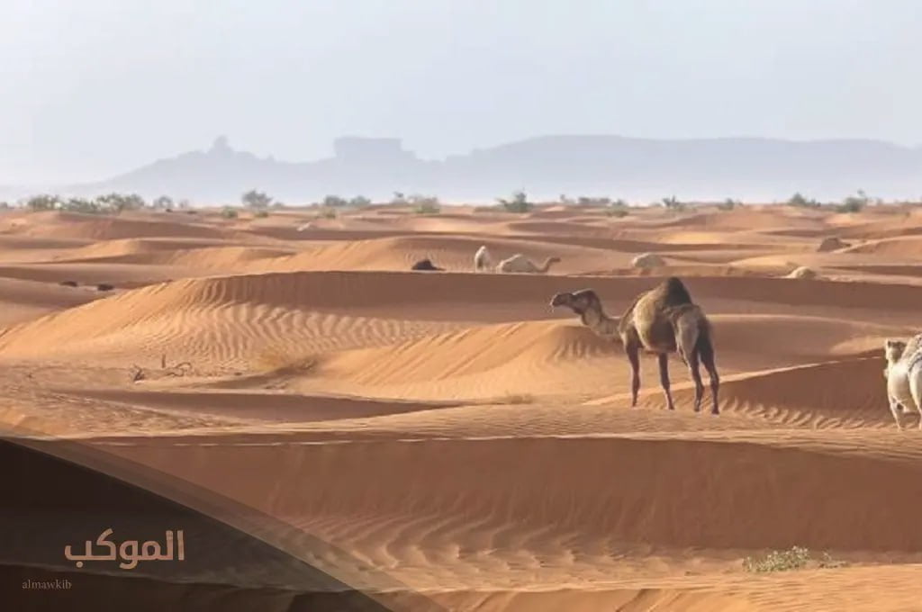 العرجاني وش يرجعون.. ما اصل قبيلة العرجاني 6 شجرة قبيلة العرجاني