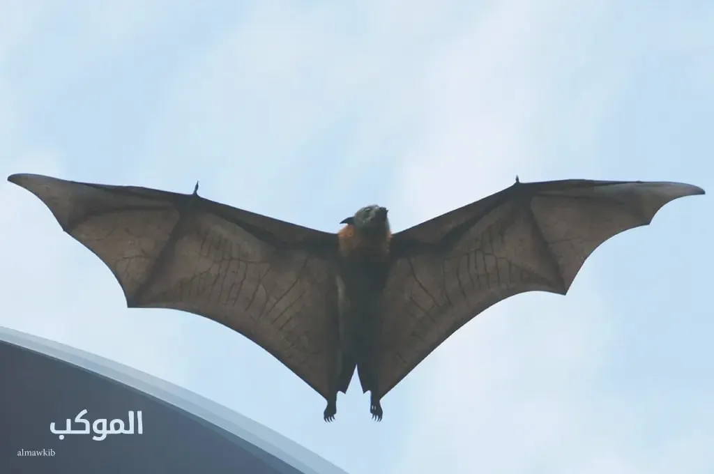 حيوان بحرف الواو من اربع حروف