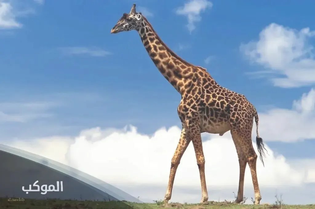حيوان بحرف ز  غير الزرافة