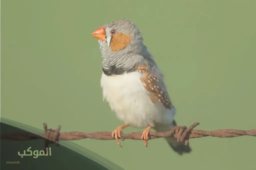 أسماء طيور بحرف الزاي