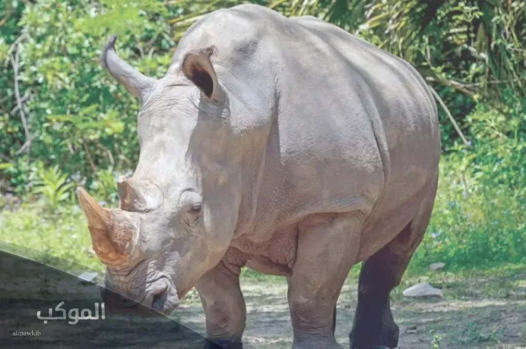 طائر بحرف الواو