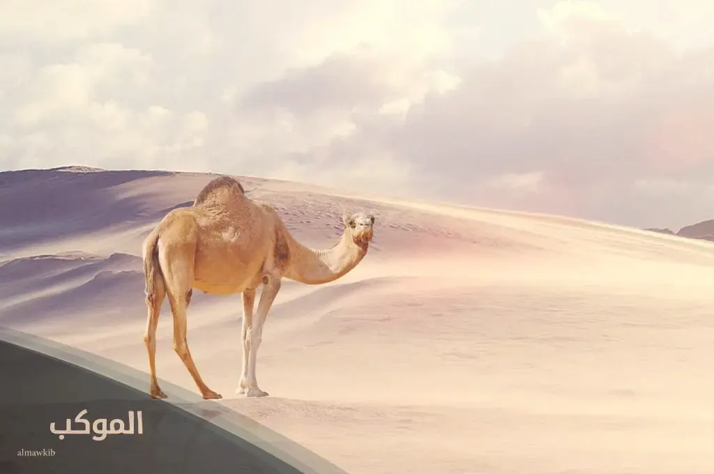 شجرة قبيلة الجعفري