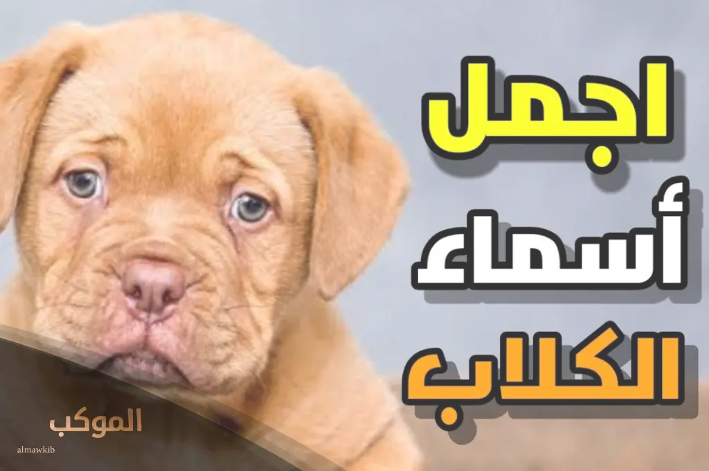 أسماء كلاب ذكور 2024