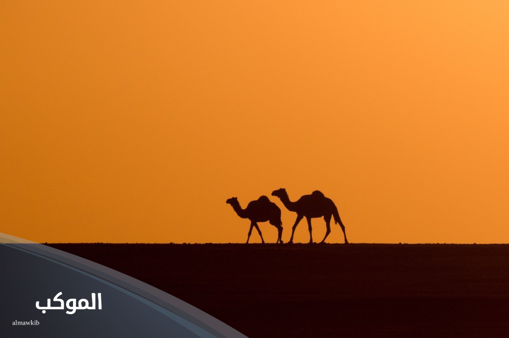 أصل قبيلة السالمي من وين