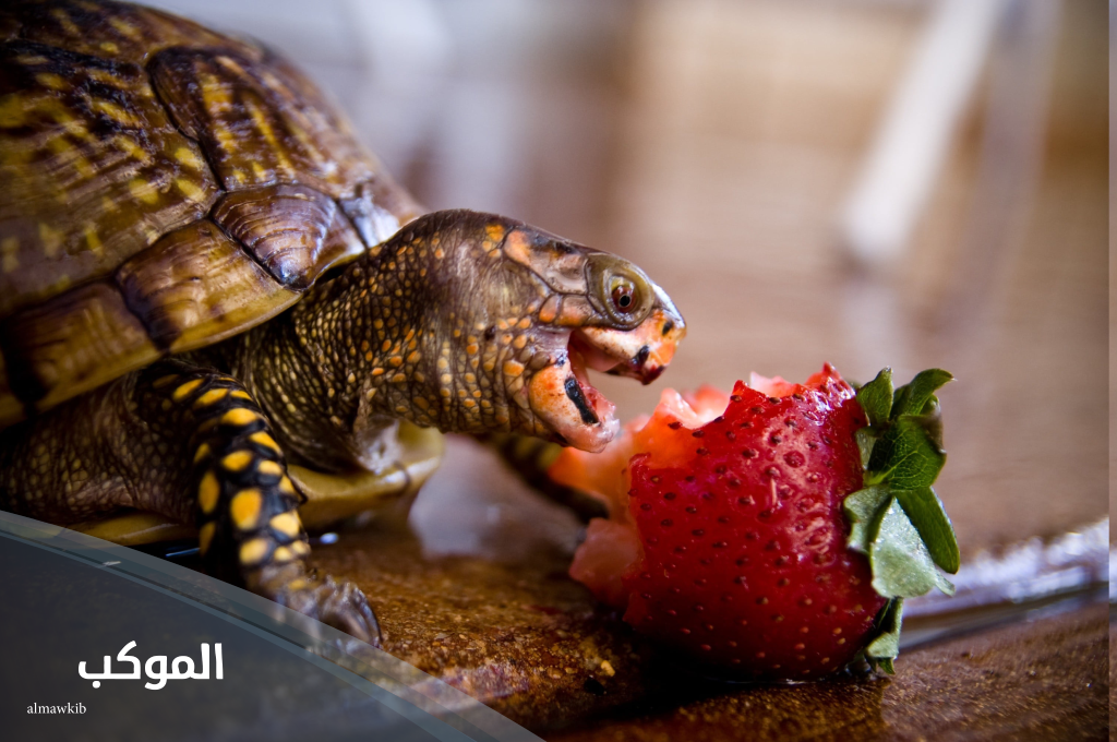 اسم حيوانات بحرف سين