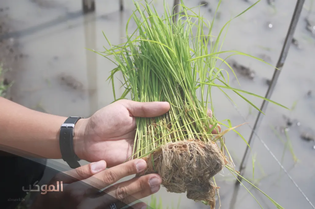 اسم نبات بحرف أ الألف ومعلومات عن نباتات تبدأ بحرف ا 5 نبات بحرف أ غير اناناس