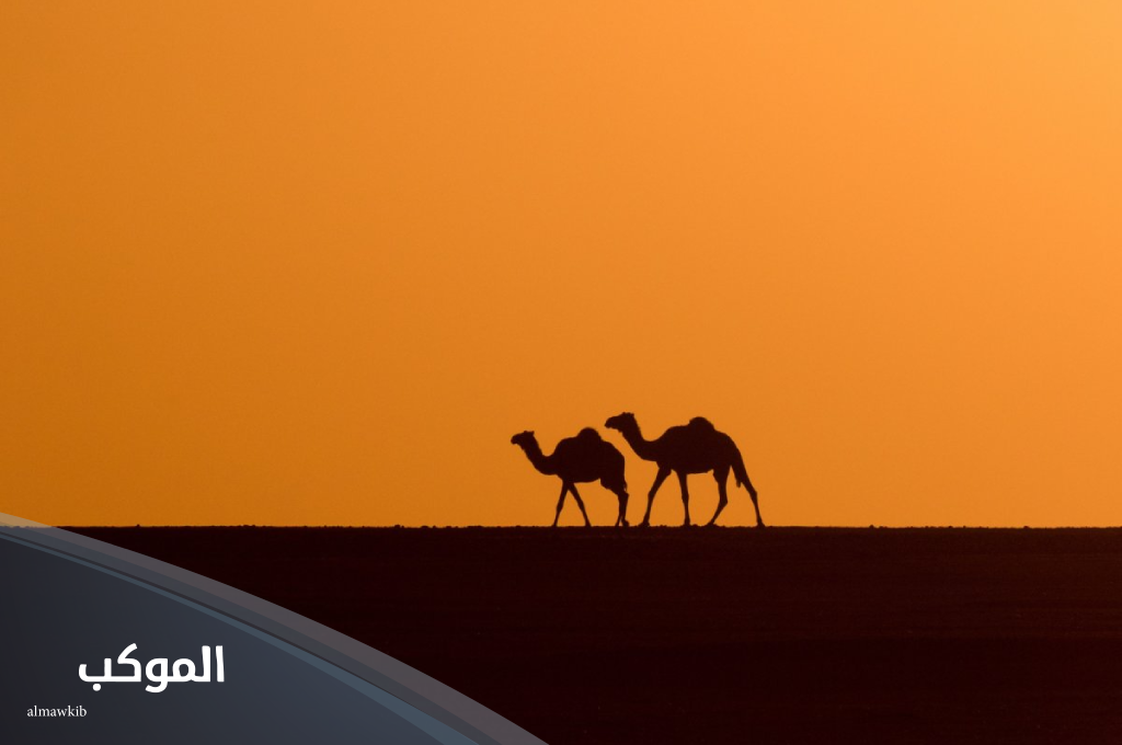 العلي وش يرجعون