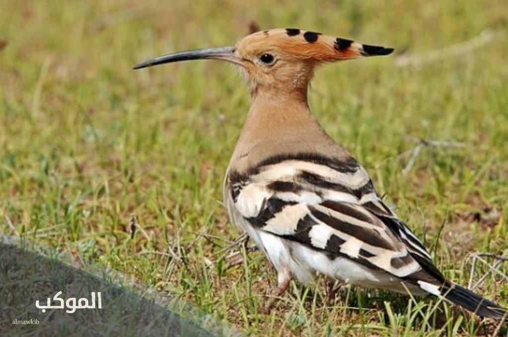 اسم حيوان بحرف الهاء (هـ) 5 حيوانات بحرف ه 6 أسماء حيوانات مفترسة تبدأ بحرف هـ