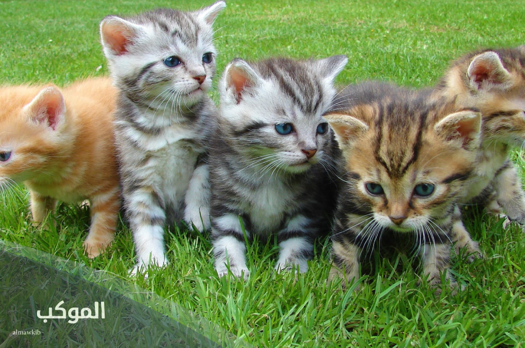 اسم حيوان بحرف الهاء (هـ) 5 حيوانات بحرف ه 5 أسماء حيوانات أليفة تبدأ بحرف الهاء هـ