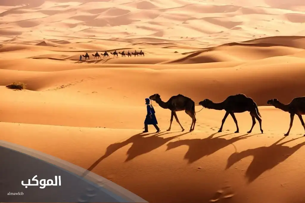 النومسي وش يرجع