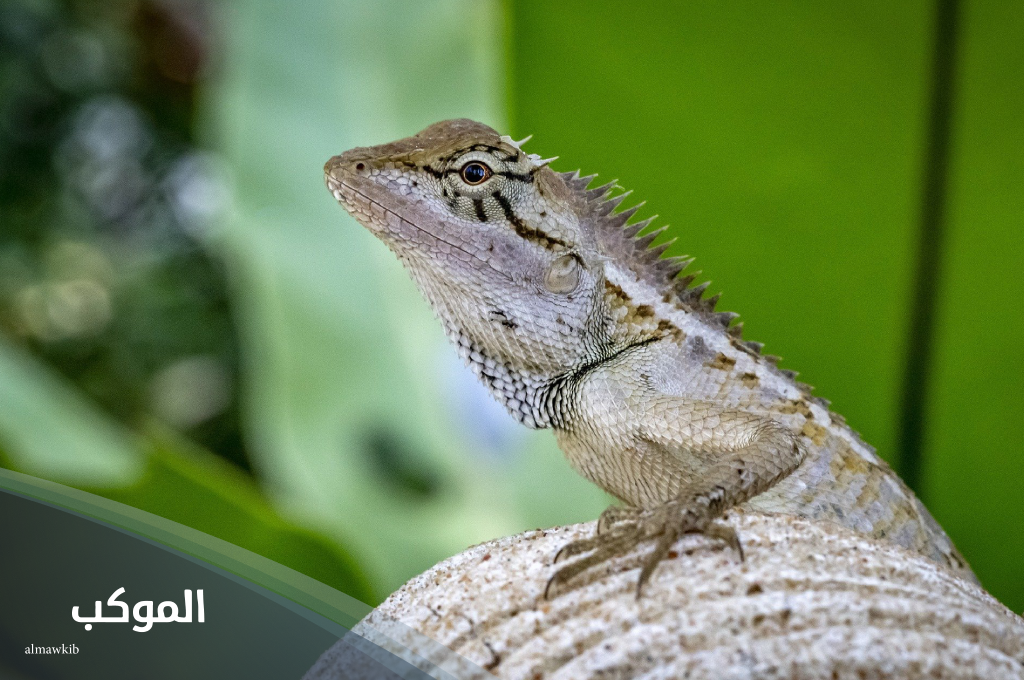 اسم حيوان بحرف س 