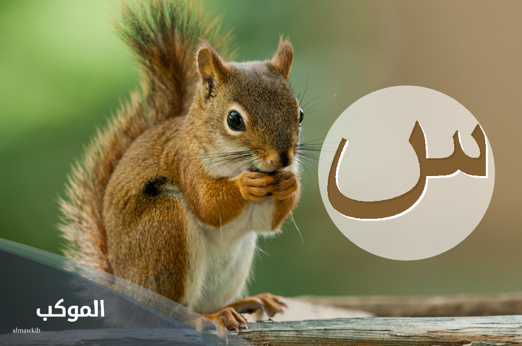 اسم حيوان بحرف س من 5 حروف