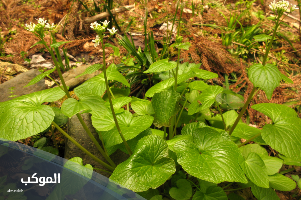 فاكهة تبدأ بحرف و