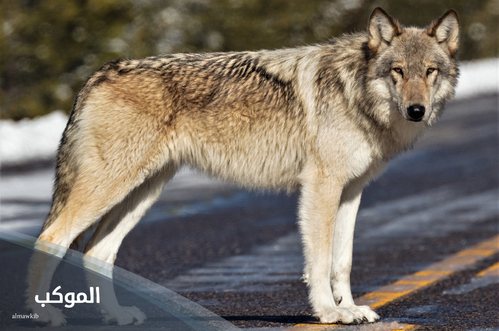 حيوان بحرف ذ من ثلاثة حروف