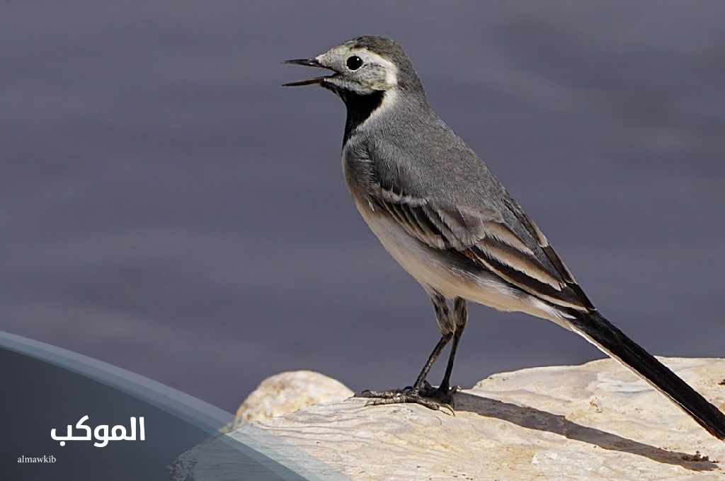 حيوان بحرف ذ ذعرة