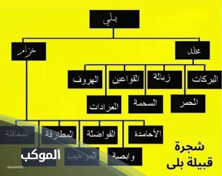 البلوي وش يرجع.. فروع شجرة عائلة البلوي 6 شجرة قبيلة البلوي