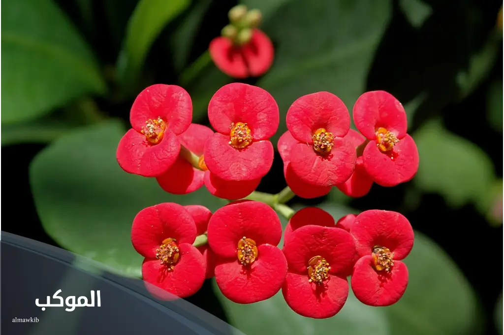 نبات بحرف الشين من ثلاث حروف